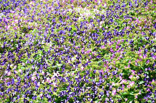 wishbone flower field