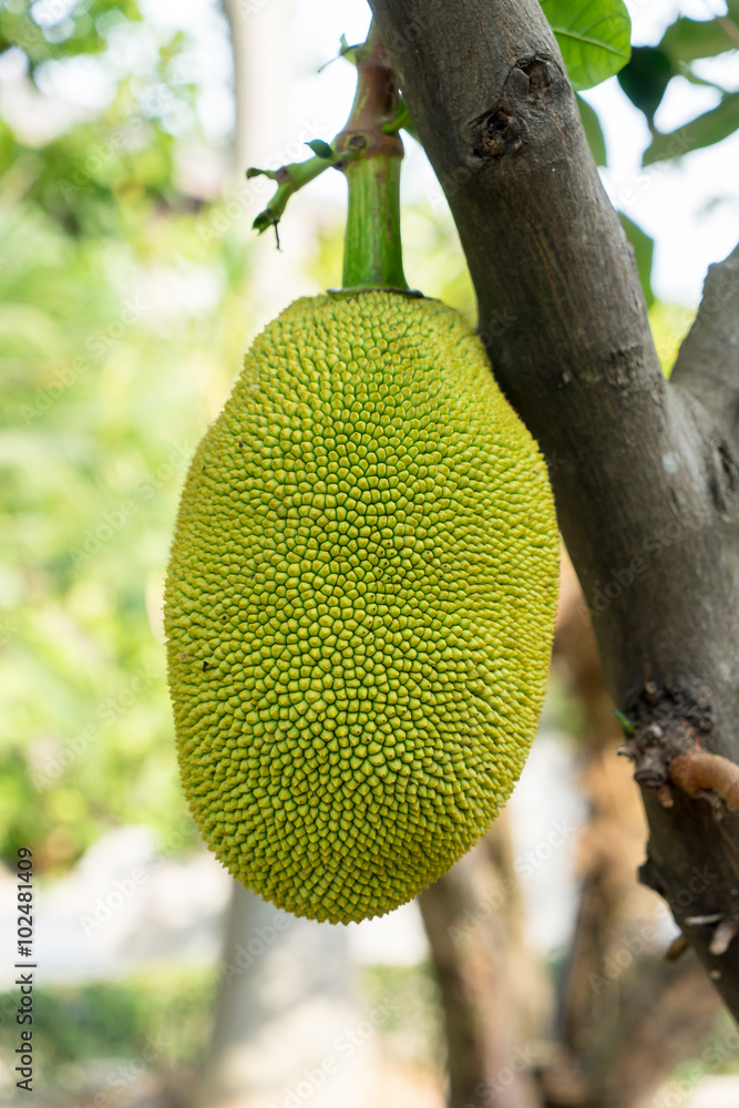 Closeup jackfruit at tree in orchard Closeup jackfruit at tree in orchard