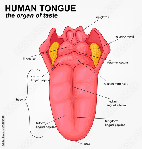 Human tongue structure cartoon