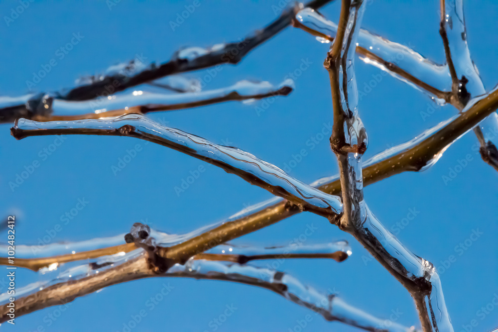 Ice Covered Tree branches