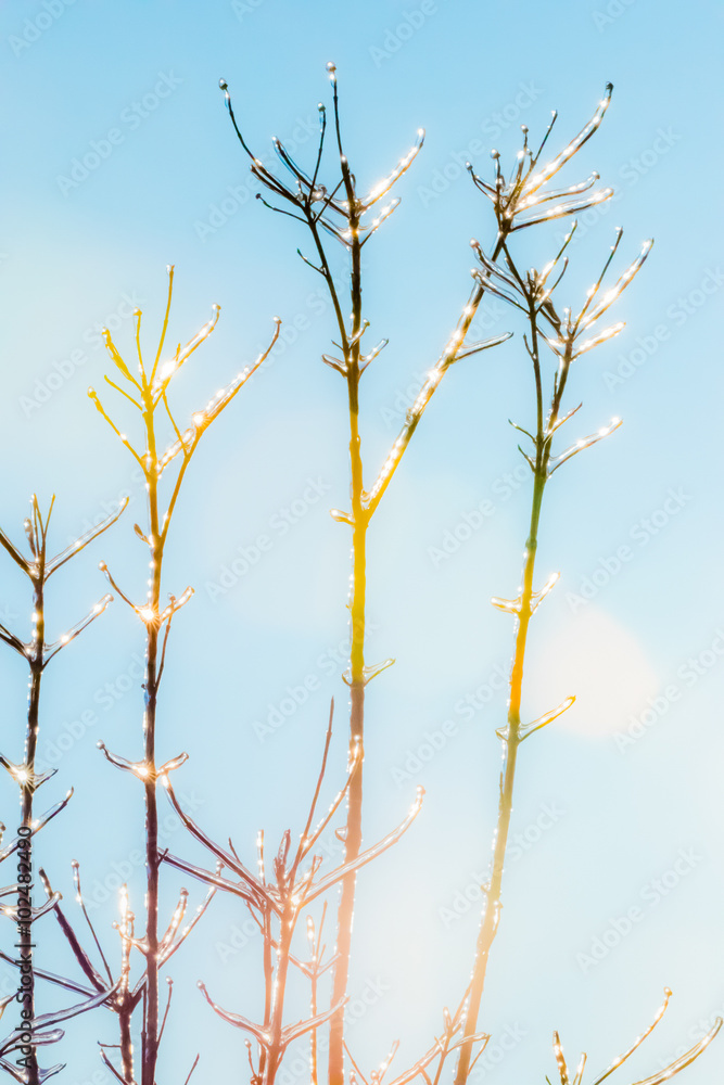 Ice Covered Tree Winter Landscape Ice Covered Tree Winter Landscape
