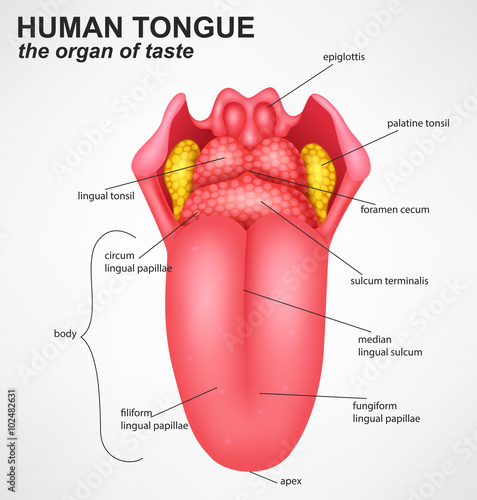 Realistic Human tongue structure photo