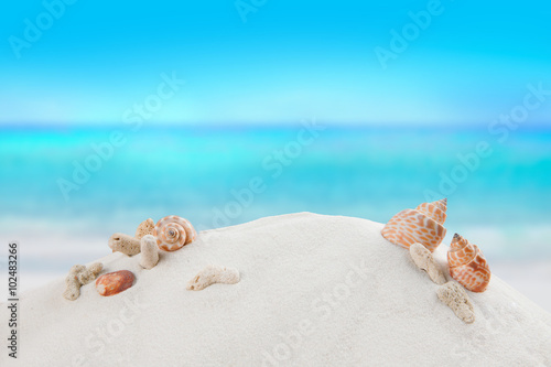 shells on sandy beach, Summer concept 
