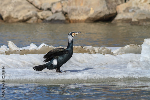 cormorant (phalacrocorax carbo )