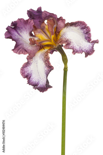 Fototapeta Naklejka Na Ścianę i Meble -  iris