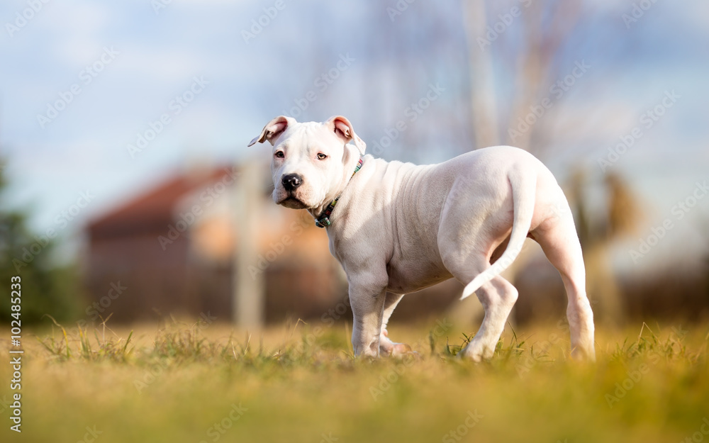 White american staffordshire cheap terrier puppies