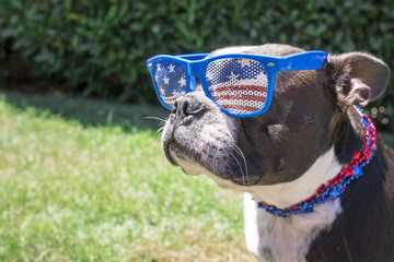 Boston Terrier Dog Wearing Fourth of July Sunglasses and Necklace