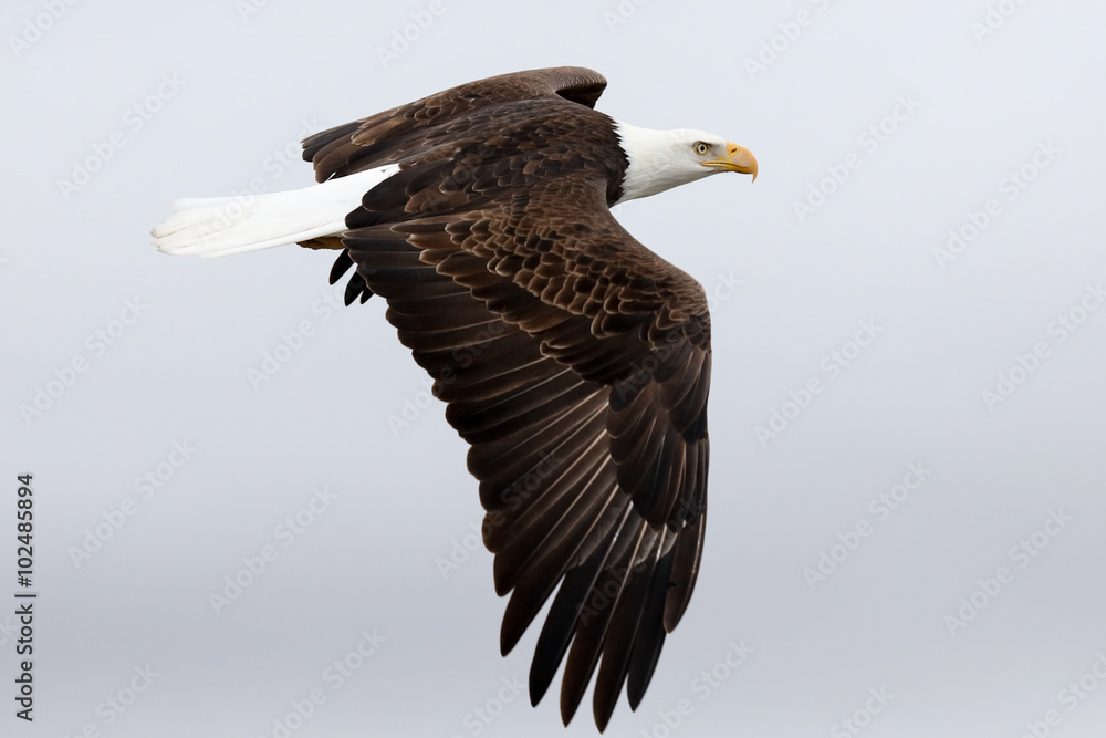 Obraz premium Bald Eagle in Flight