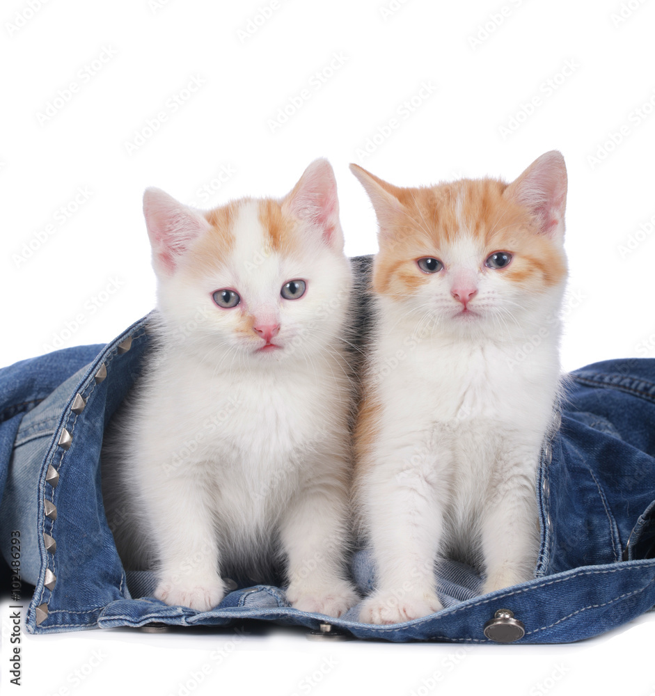 Obraz Domowy kotek siedzieć na kurtki jeans