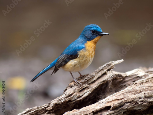 blue hill flycatcher