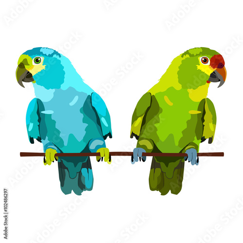 illustration of two parrots on white background