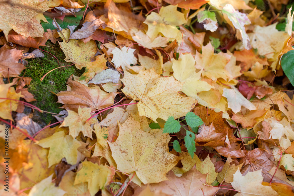 Colorful background of autumn maple leaves on the ground Colorful background of autumn maple leaves on the ground