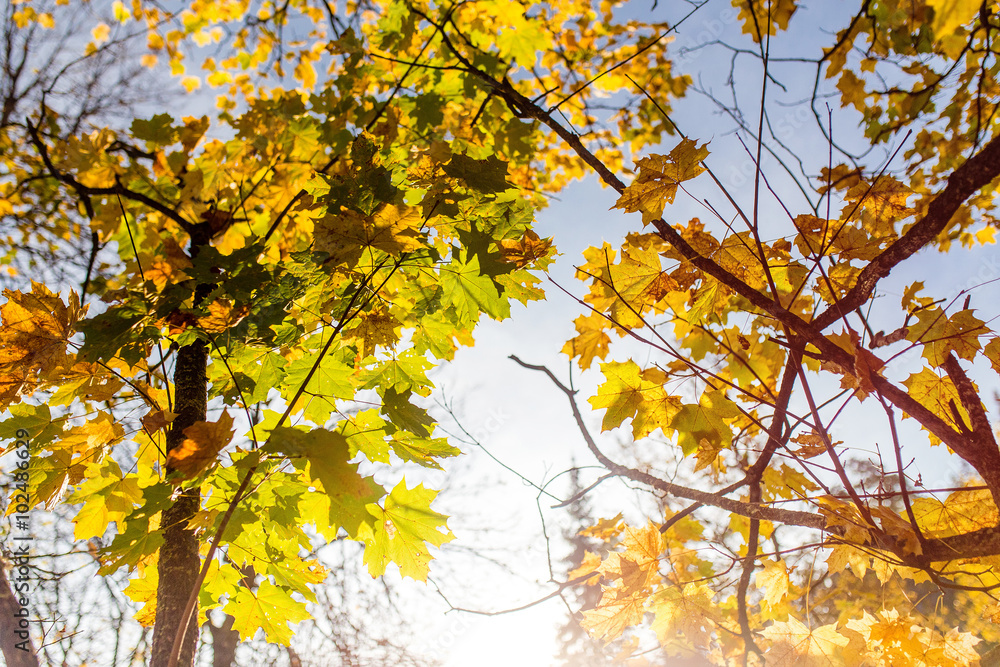 autumn leaves on the branches against the sky with the sun flare autumn leaves on the branches against the sky with the sun flare