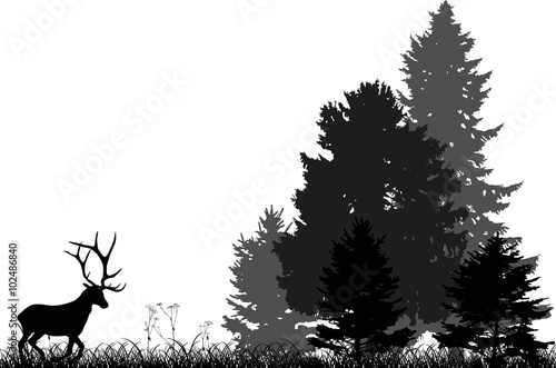black deer running to forest isolated on white © Alexander Potapov