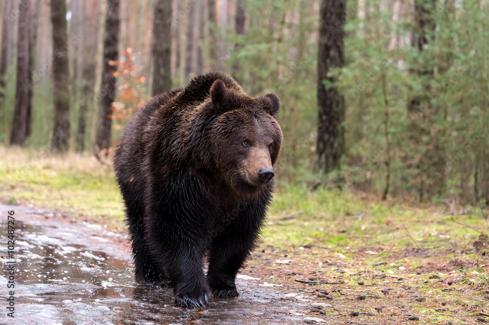 brown bear (Ursus arctos) in winter forest brown bear (Ursus arctos) in winter forest