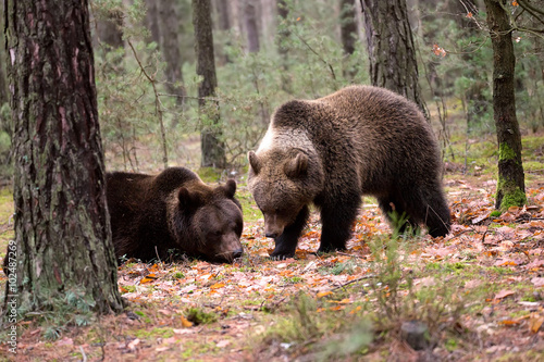 Wallpaper Mural brown bear (Ursus arctos) in winter forest Torontodigital.ca