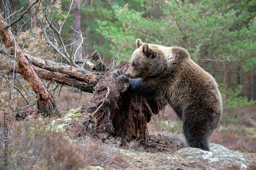 brown bear (Ursus arctos) in winter forest