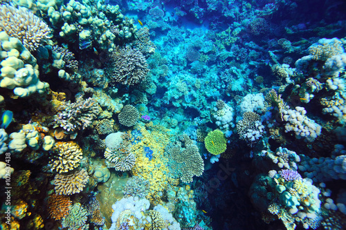 coral reef underwater photo © kichigin19