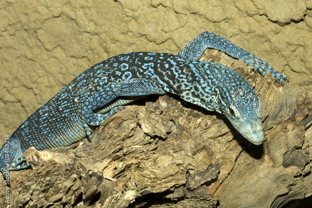 Foto de beautiful blue lizard, Blue Spotted Tree Monitor Varanus macraei do  Stock | Adobe Stock