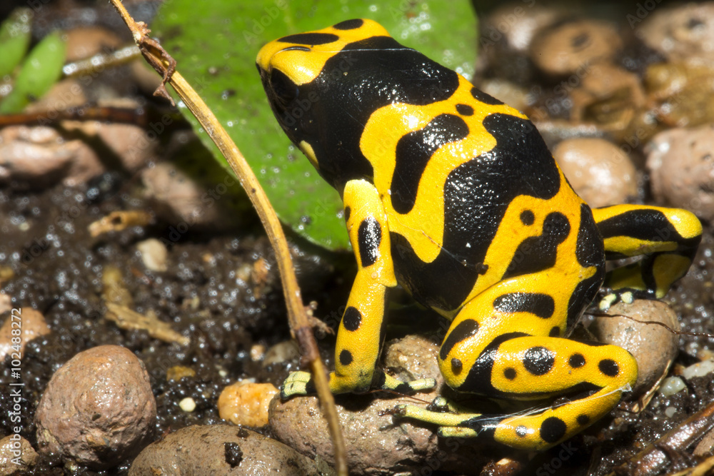 Obraz premium tiny dart frogs, Yelow-Banded Pison frog, Dendrobates leucomelas