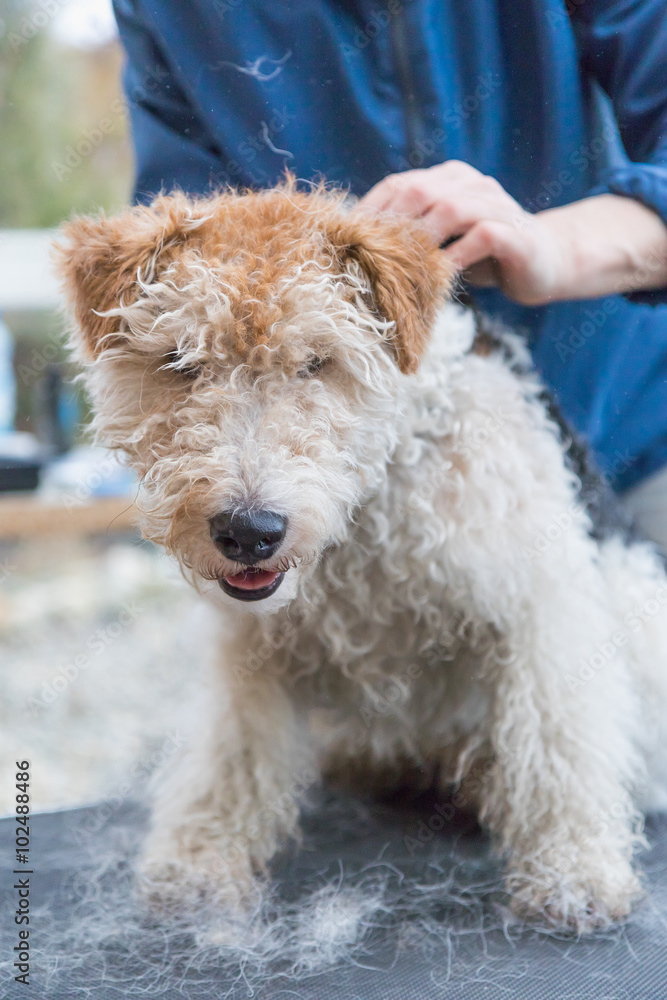 Start of trimming of the Fox Terrier. Vertically. Start of trimming of the Fox Terrier. Vertically.