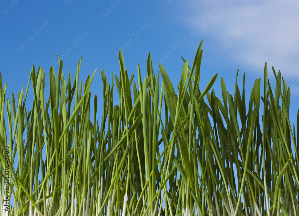 Obraz premium Spring nature background with grass and blue sky