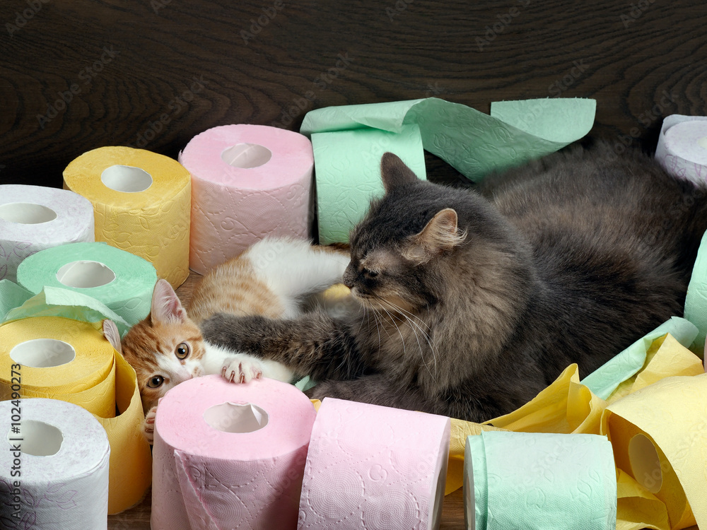 Φωτογραφία Cats play among colorful rolls of toilet paper