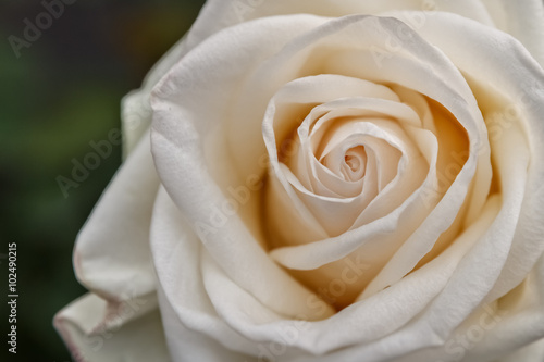 Close up view of a white rose