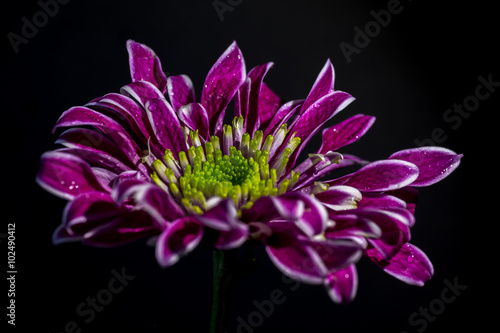 A macro shot of a purple flower with white edged petals  isolated against a black background  with water droplets on the flower