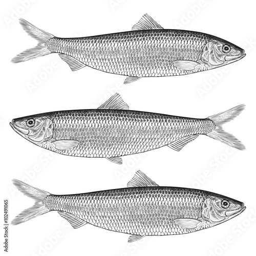 Herring Illustrations