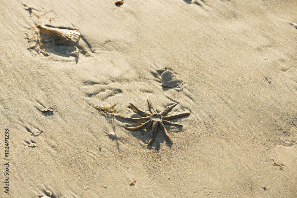 Obraz premium Starfish on the beach