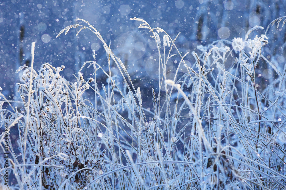 cold day frost grass landscape cold day frost grass landscape