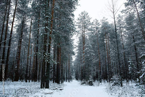 winter fir forest