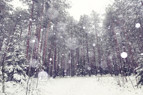 Snow in the forest landscape