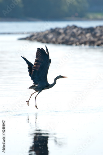 fliegender Graureiher