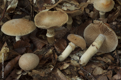 grupo de Cortinarus caperatus (Rozites caperata)
