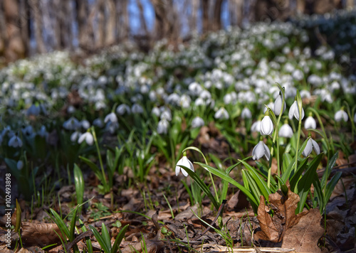 Carpet of snowdrops Galanthus plicatus in spring forest