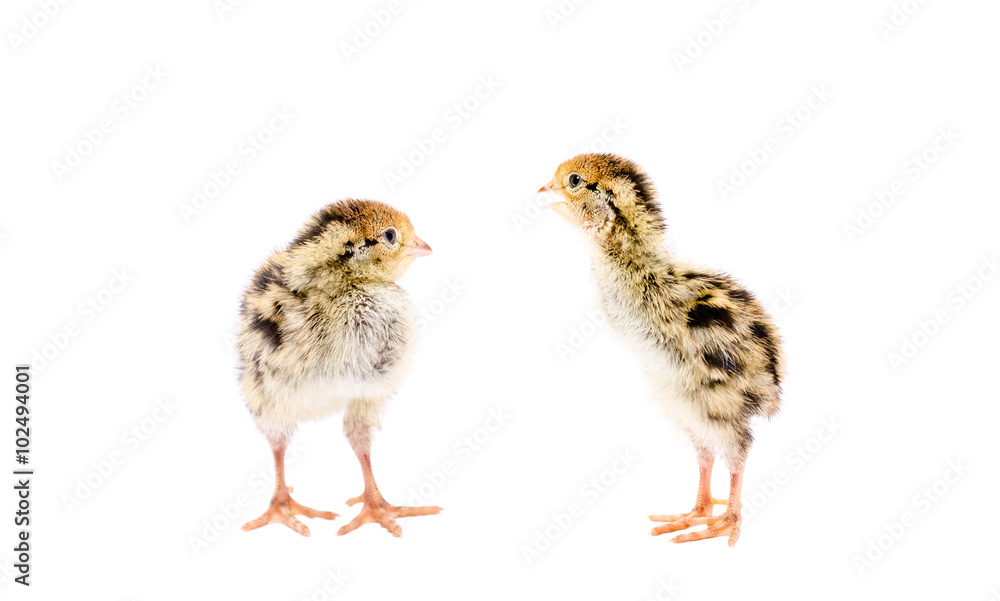 Two little quail chick isolated on white background