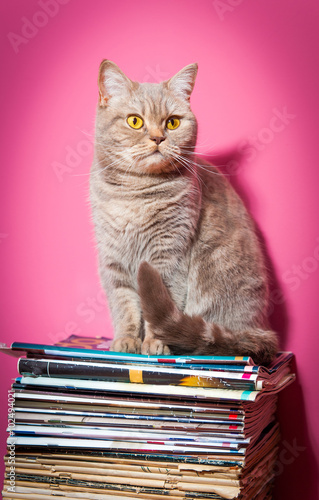 Cat sits on stack of newspapers on a table