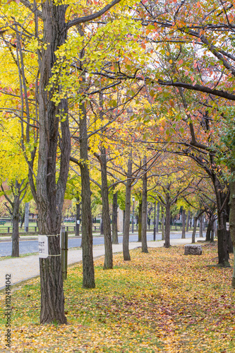Autumn Public park, Public park during red Autumn season with bicycle lane and signage in Osaka, Japan