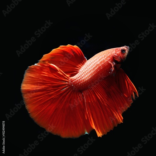  Siamese fighting fish isolated on black background