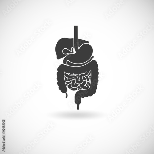  Digestive System Illustration 