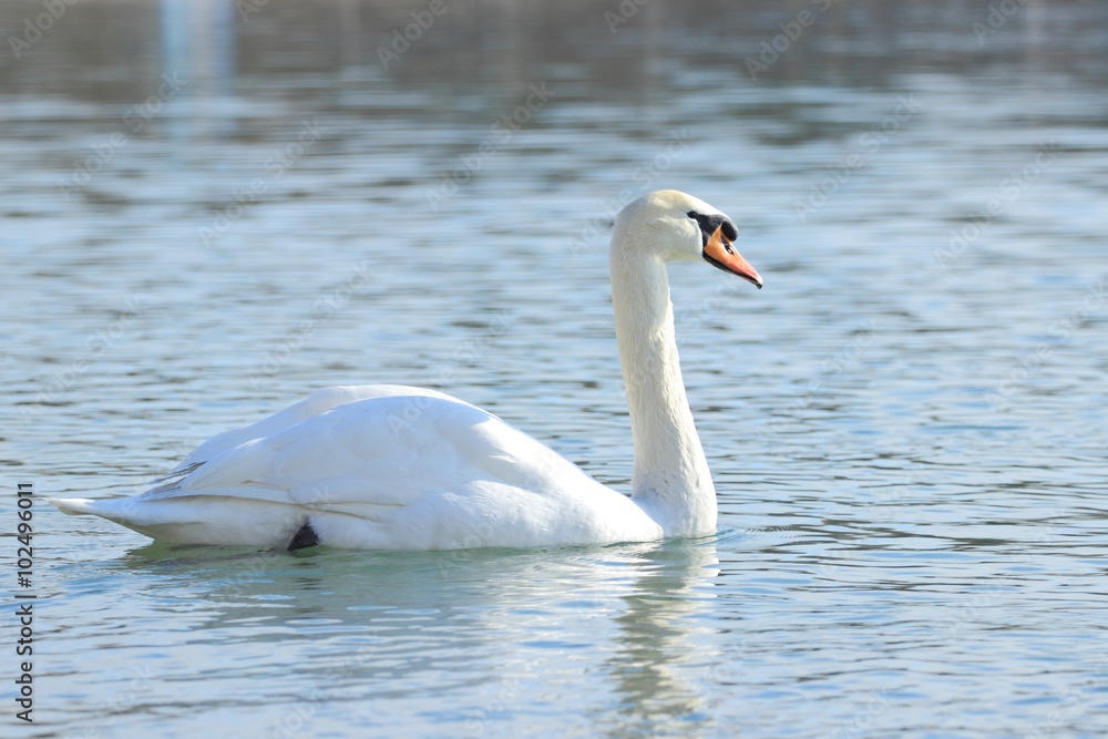 Swan's elegance
