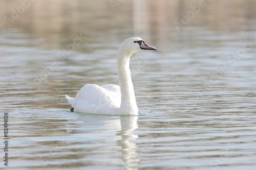 Young swan on lake