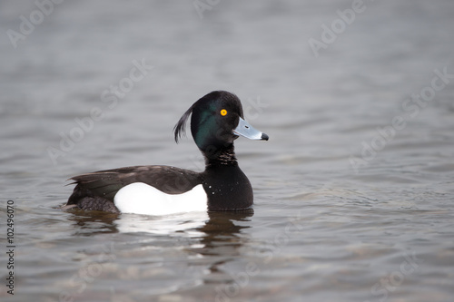 Reiherente auf dem Wasser