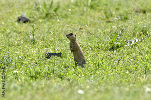 cute European ground squirrel on field (Spermophilus citellus)cute European ground squirrel on field (Spermophilus citellus)