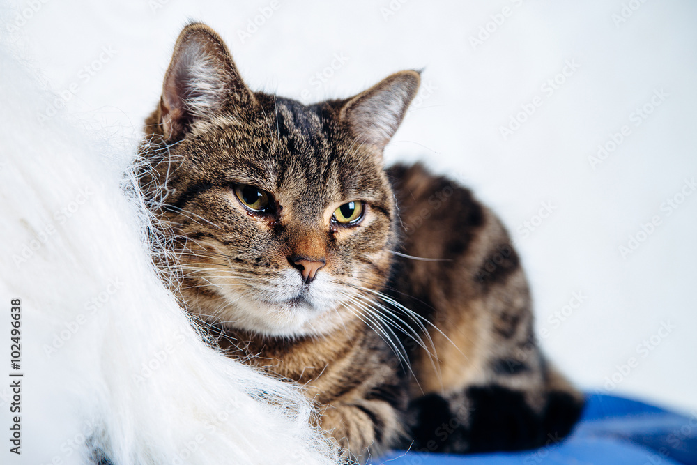 housecat tabby lying on a white background