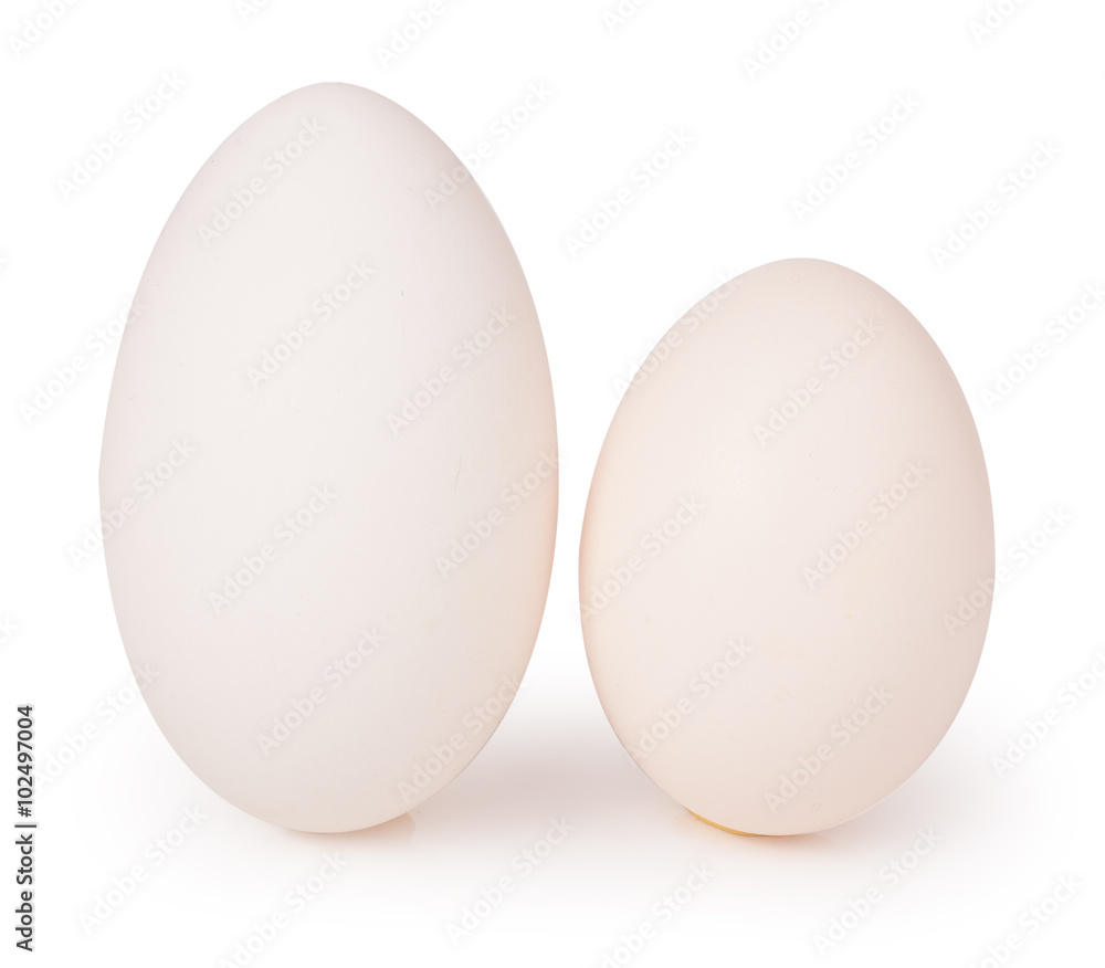 Two big goose eggs .Isolated on white background Two big goose eggs .Isolated on white background