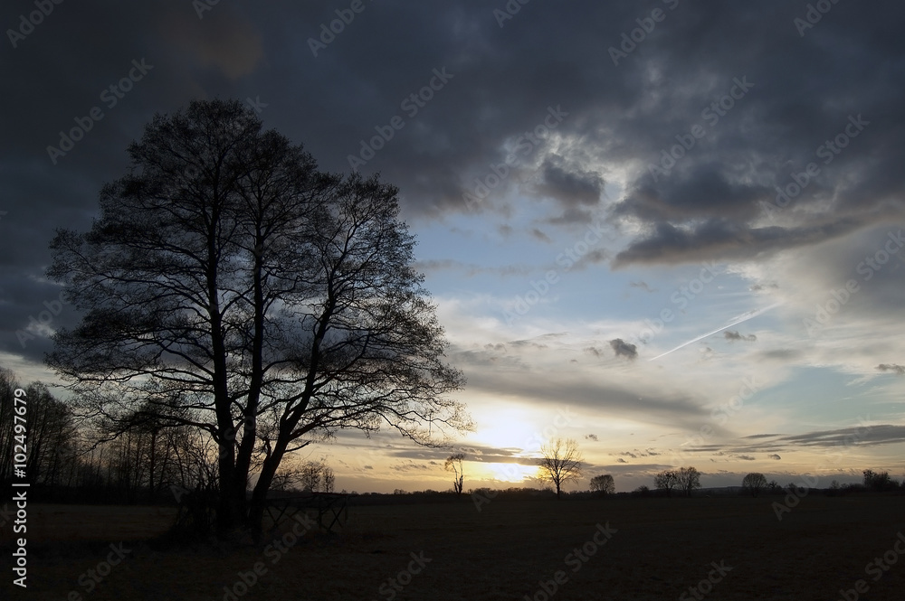 Fototapeta premium Duże drzewo, zachód słońca