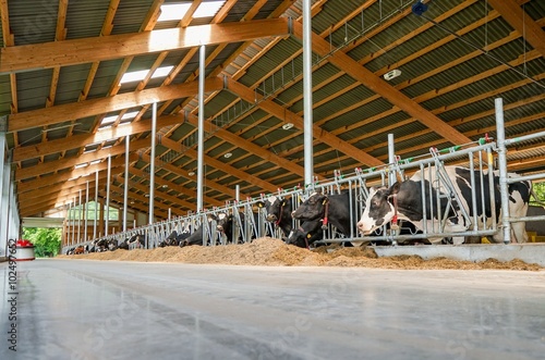 Innenansicht eines modernen Kuhstalls, Ruhezone - Bewegungsbereich